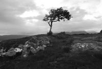 Lone tree near Plockton, Wester Ross