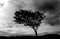 Lone tree near Plockton, Wester Ross