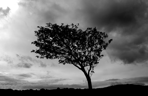 Lone tree near Plockton, Wester Ross