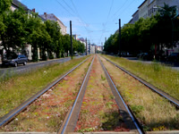 Trams everywhere.
