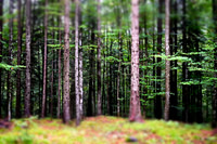 The Black Forest
