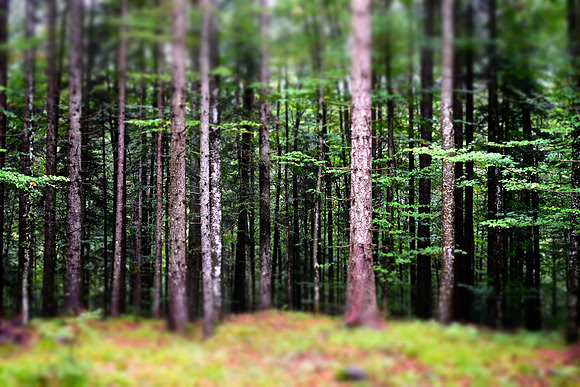 The Black Forest