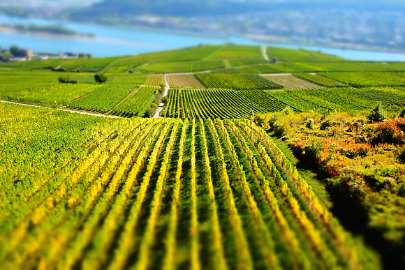 Rhine Vineyard, Ruedesheim.