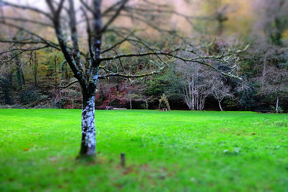 Cotehele Woods, Cornwall.